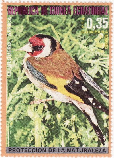 European Goldfinch (Carduelis carduelis)