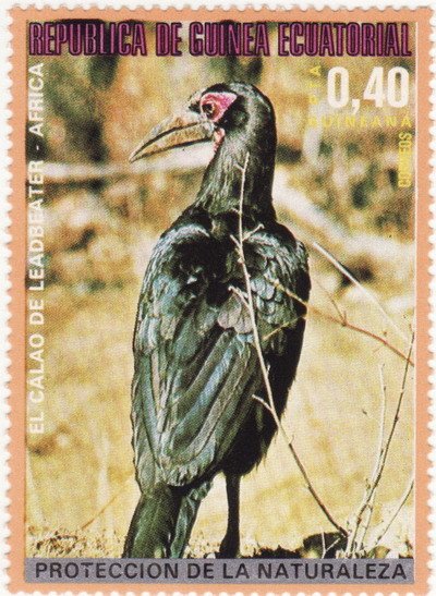 Southern Ground Hornbill (Bucorvus cafer)