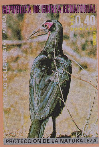 Southern Ground Hornbill (Bucorvus cafer)