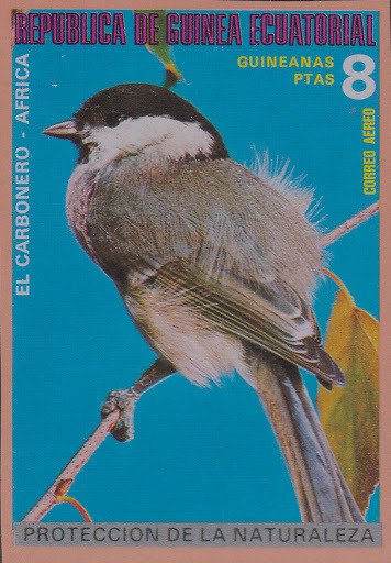 Marsh Tit (Parus major)