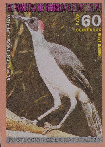 Grey-necked Rockfowl (Picathartes oreas)