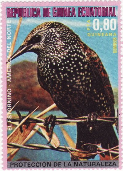 Starling (Sturnus vulgaris)