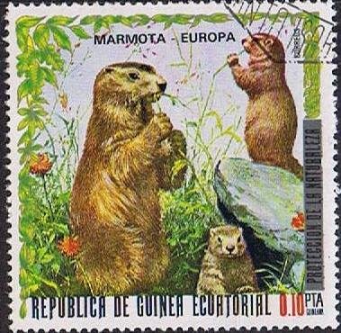 Alpine Marmot (Marmota marmota)
