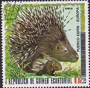 Crested Porcupine (Hystrix cristata)