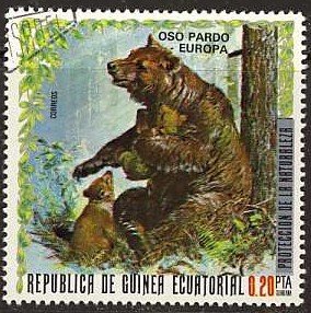 Brown Bear (Ursus arctos)
