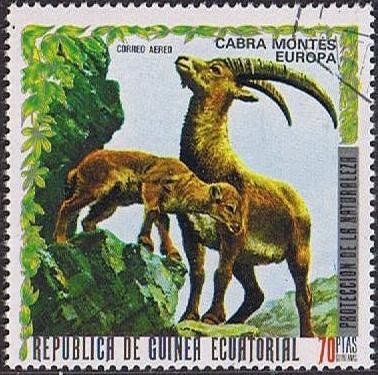 Alpine Ibex (Capra ibex)