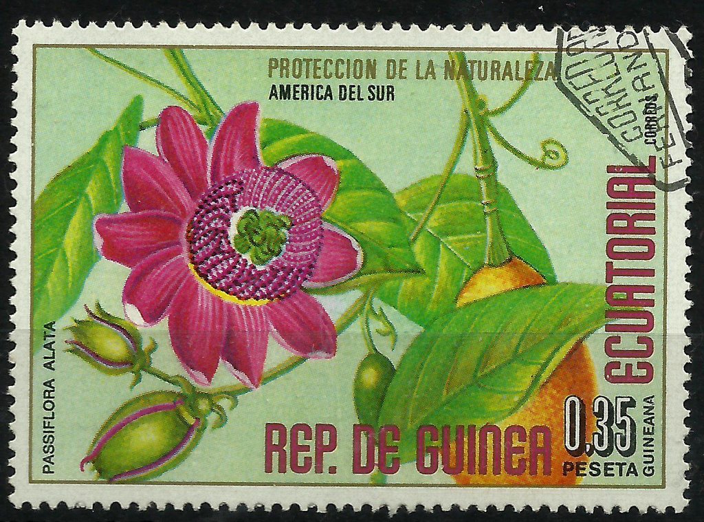 Passiflora alata