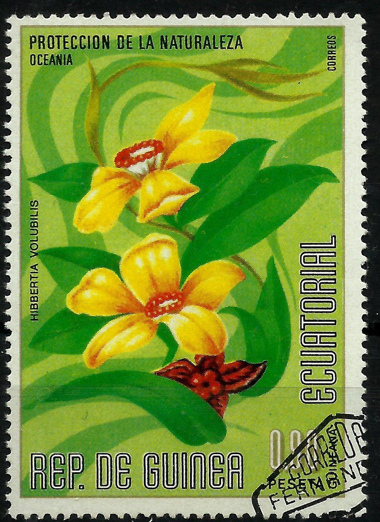 Hibbertia volubilis