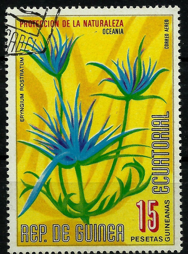 Eryngium rostratum