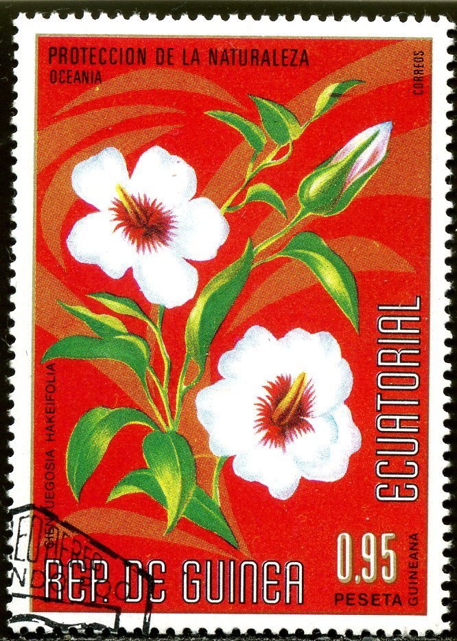 Cienfuegosia hakeifolia