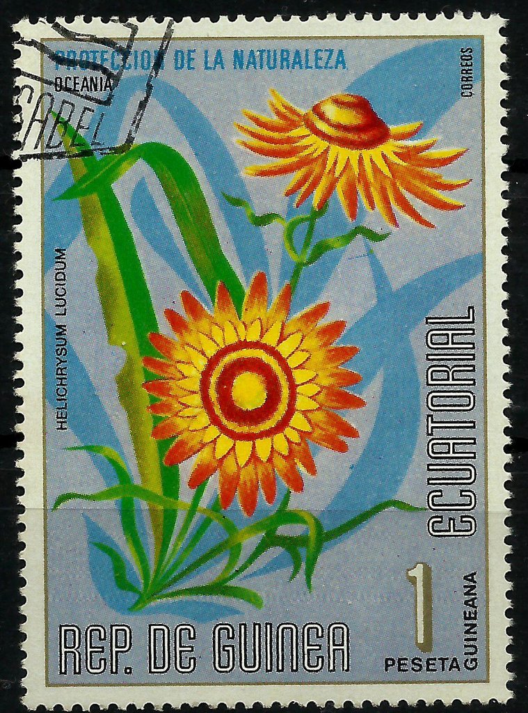 Helichrysum lucidum
