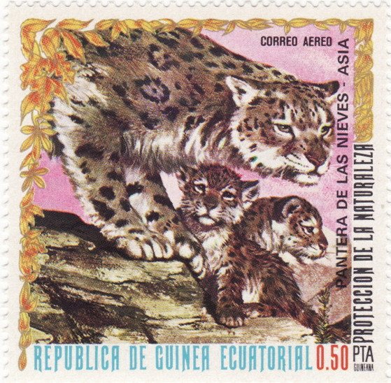 Snow Leopard (Panthera uncia)