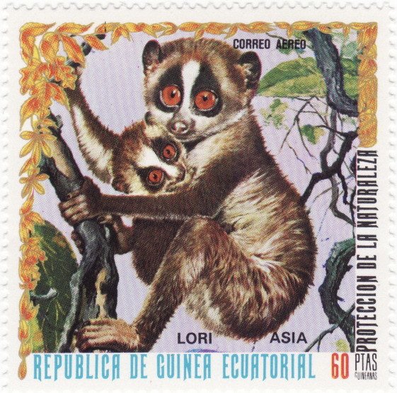 Red Slender Loris (Loris tardigradus)