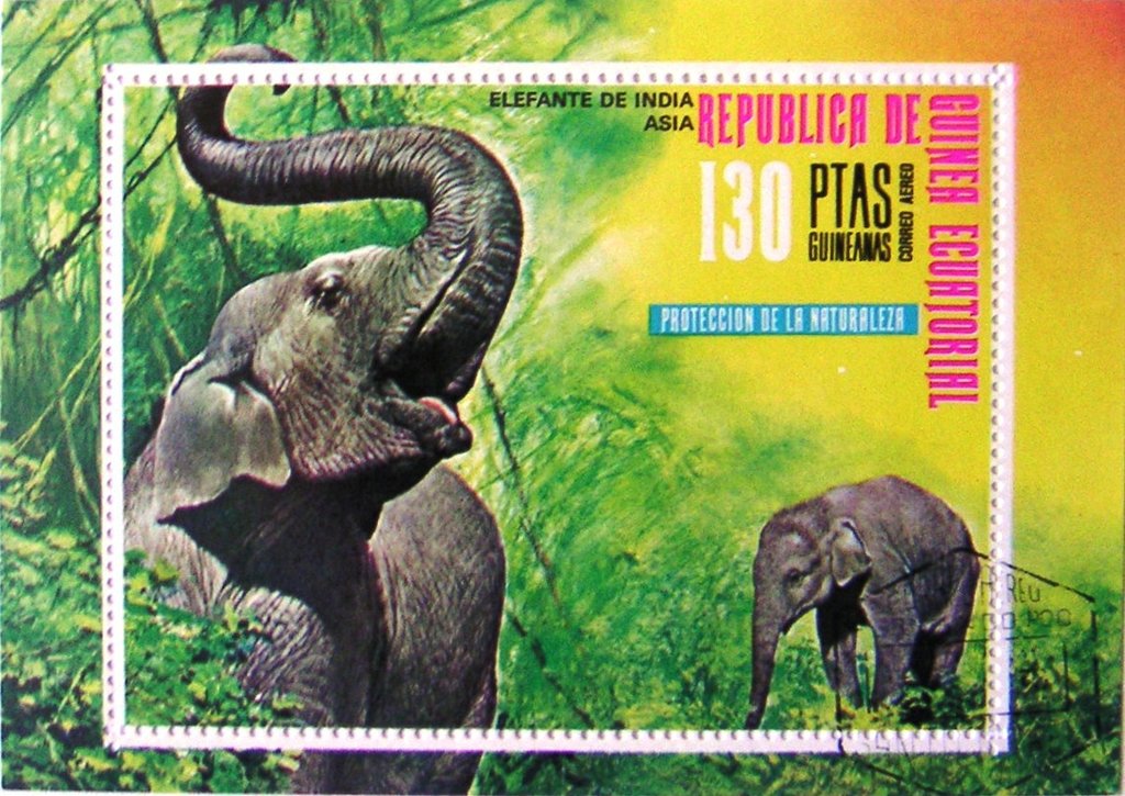 Asian Elephant (Elephas maximus)