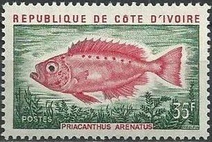 Atlantic Bigeye (Priacanthus arenatus)