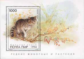 Wildcat (Felis sp.)