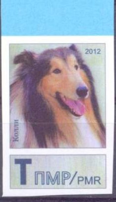 Collie (Canis lupus familiaris)