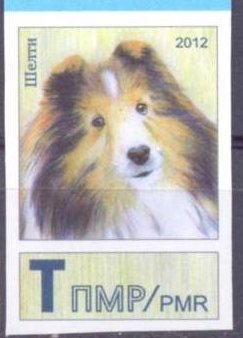 Shetland Sheepdog (Canis lupus familiaris)