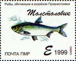 Silver Carp (Hypophthalmichthys molitrix)
