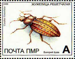 Granulated Carabid (Carabus granulatus)