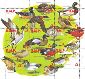 Mini Sheet, Sheet of 9, Ducks, Transnistria,  