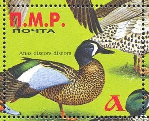 Ducks, different