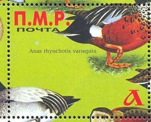 Ducks, different