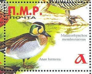 Ducks, different