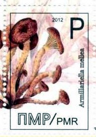 Mushroom, different