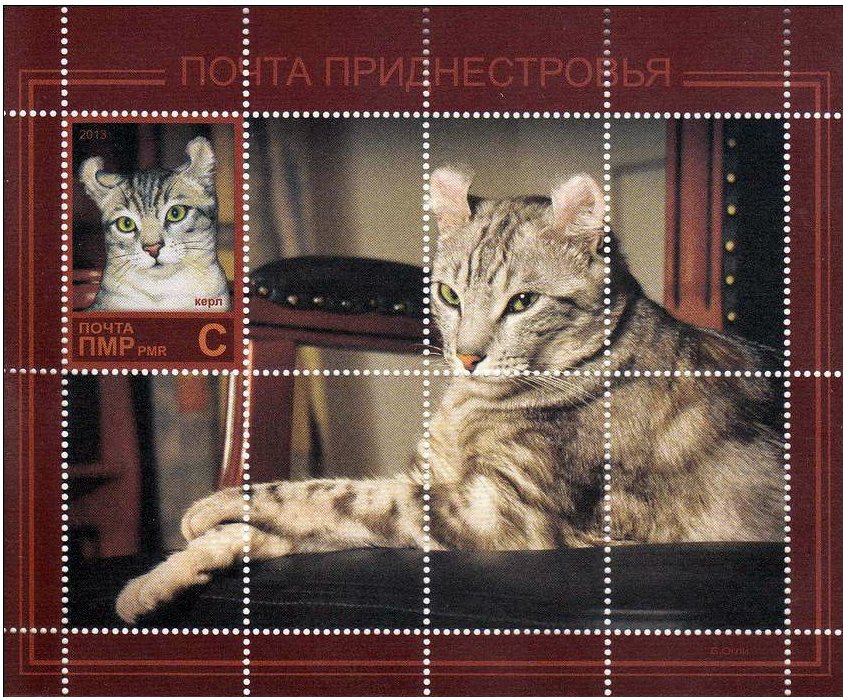 Domestic Cat (Felis silvestris catus)