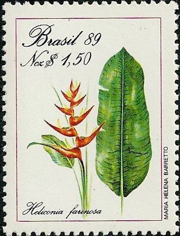 Heliconia farinosa