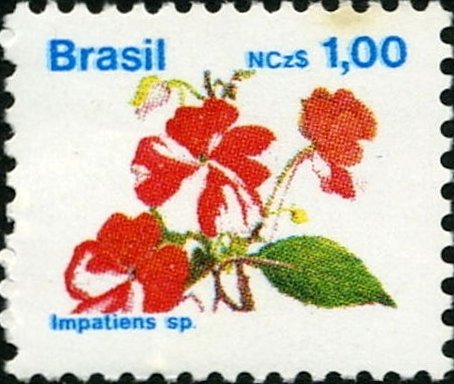 Brazilian Flora. Impatiens sp.