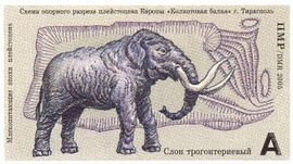 Mammoth (Mammuthus sp.)