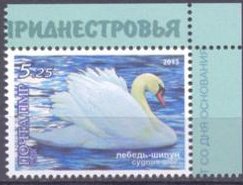Mute Swan (Cygnus olor)