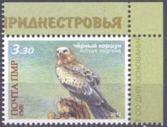 Black Kite (Milvus migrans)