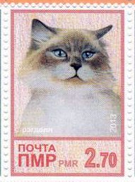 Domestic Cat (Felis silvestris catus)