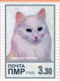 Domestic Cat (Felis silvestris catus)