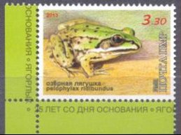 Eurasian Marsh Frog (Pelophylax ridibundus)