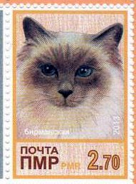 Domestic Cat (Felis silvestris catus)