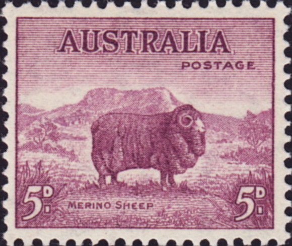 Merino Sheep