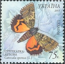 Dark Crimson Underwing (Catocala sponsa)