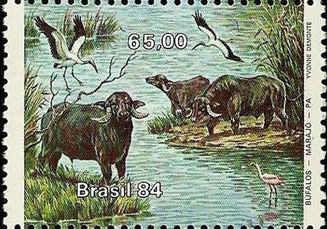 Asian Water Buffalo (Bubalus arnee bubalis)
