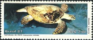 Stamp, Hawksbill Turtle (Eretmochelys imbricata), Brazil,  , Turtles
