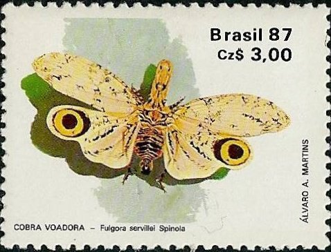 Lantern Fly (Fulgora servillei)