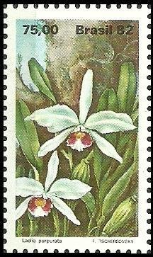 Cattleya purpurata (syn.Laelia purpurata)