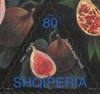 Fig (Ficus carica)