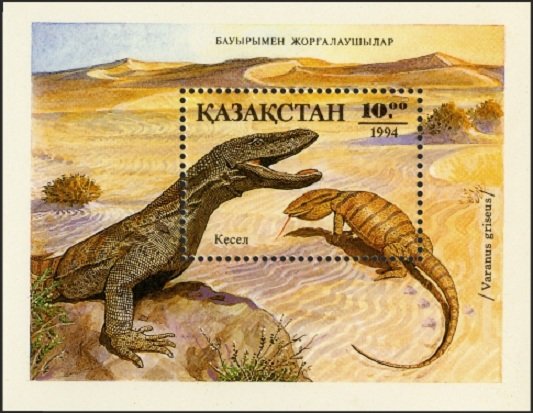 Desert Monitor (Varanus griseus)
