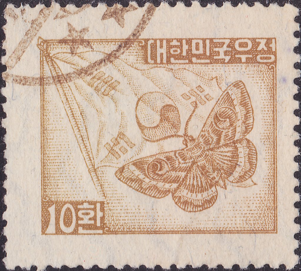 Moth (Metopta rectifasciata)