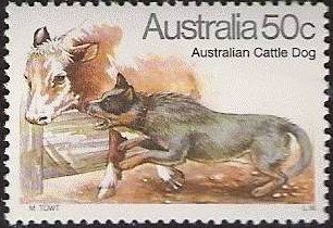 Australian Cattle Dog