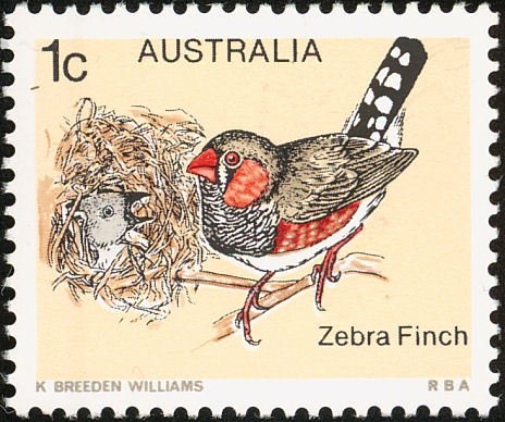 Zebra Finch (Poephila guttata)